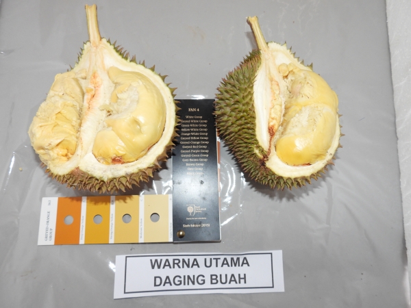 DURIAN KALOY
